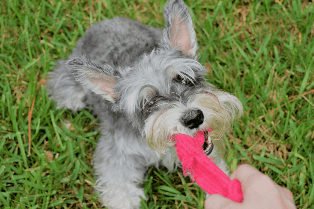 Schnauzer nain gris dans l’herbe qui tire sur un jouet en tissu rose tenu par la main de son gardien