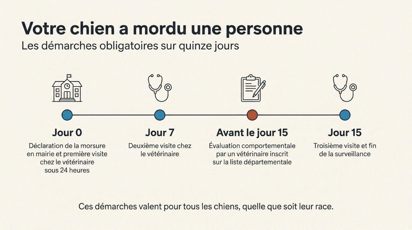Calendrier des démarches après la morsure d’une personne par un chien, de la déclaration en mairie au jour 15