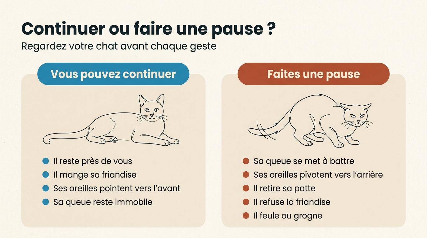 Signaux qui montrent qu’un chat accepte le soin et signaux qui demandent une pause, comme la queue qui bat ou la patte retirée