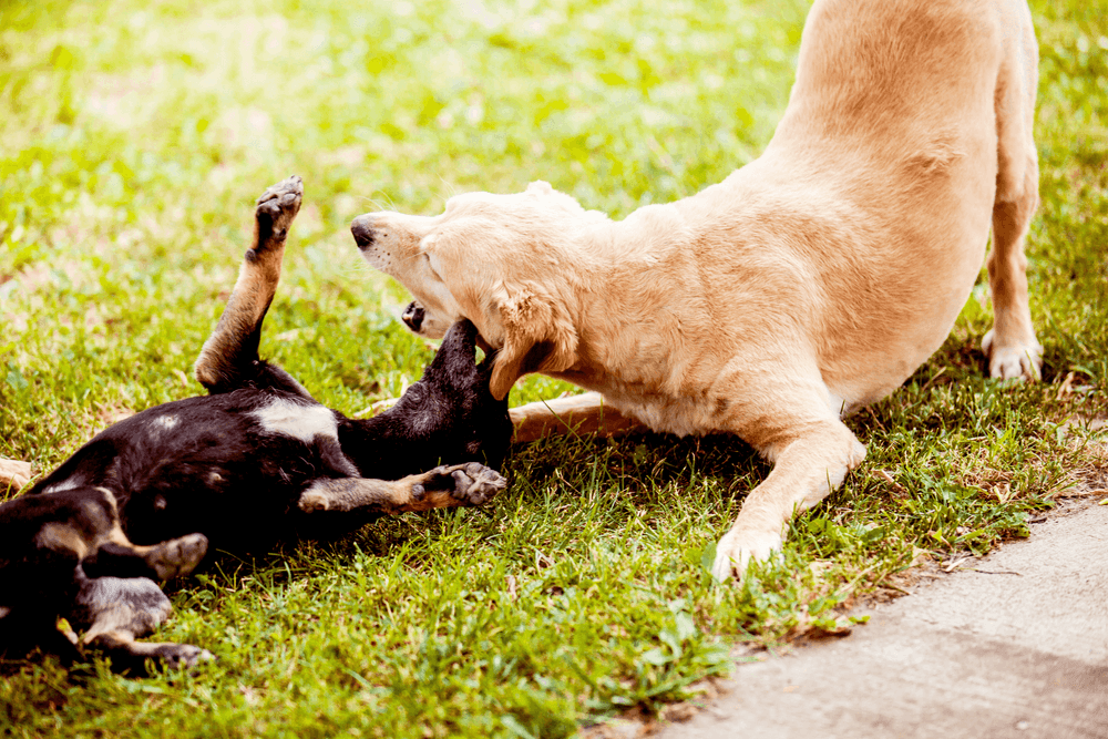 Chien beige, avant du corps au sol, invite au jeu un chien noir et feu couché sur le dos dans l’herbe