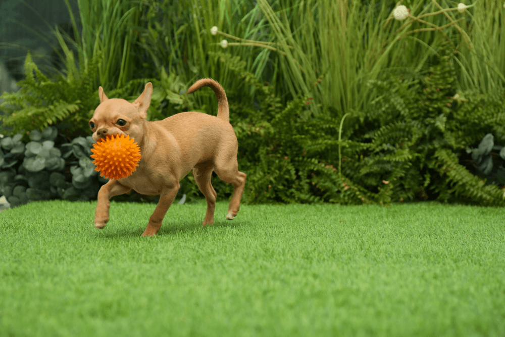 Chihuahua fauve qui court sur la pelouse d’un jardin avec une balle orange dans la gueule